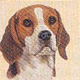 Beagle-P.jpg (4660 bytes)