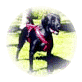 Harnesses.gif (3204 bytes)