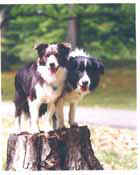 Homer and Devon from A Dog Year